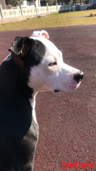 Amerikan Staffordshire Terrier, Köpek  Lucy fotoğrafı