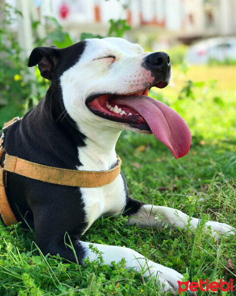 Amerikan Staffordshire Terrier, Köpek  Lucy fotoğrafı