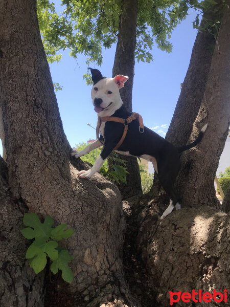 Amerikan Staffordshire Terrier, Köpek  Lucy fotoğrafı