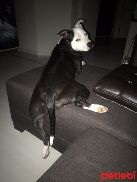 Amerikan Staffordshire Terrier, Köpek  Lucy fotoğrafı