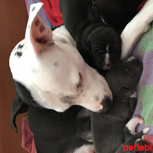 Amerikan Staffordshire Terrier, Köpek  Lucy fotoğrafı