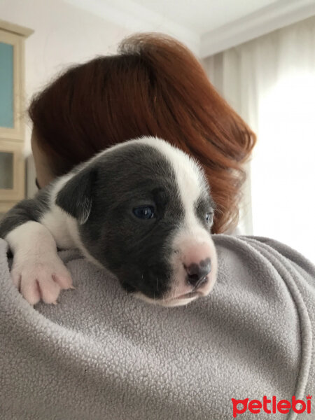 Amerikan Staffordshire Terrier, Köpek  Lucy fotoğrafı