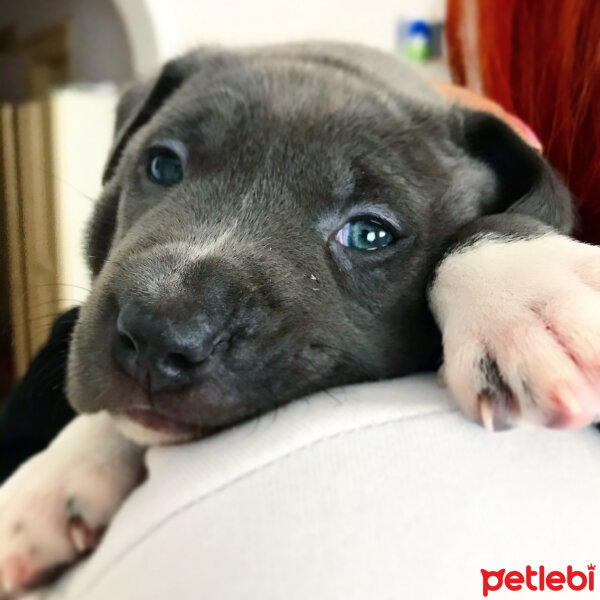 Amerikan Staffordshire Terrier, Köpek  Lucy fotoğrafı