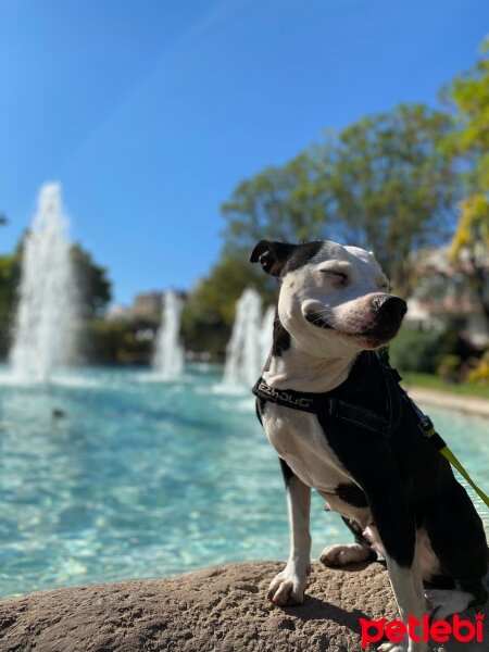 Amerikan Staffordshire Terrier, Köpek  Lucy fotoğrafı