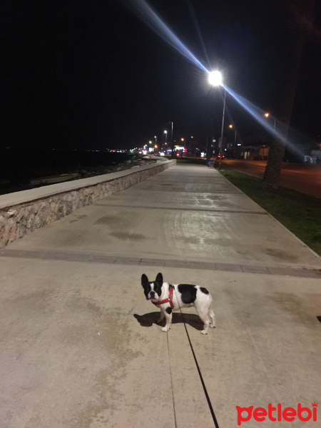 Fransız Bulldog, Köpek  Milka fotoğrafı