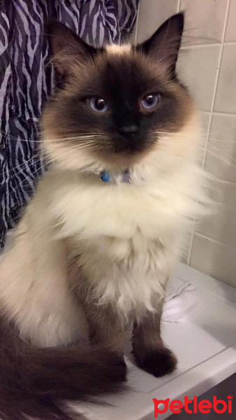 Birman, Kedi  Black fotoğrafı