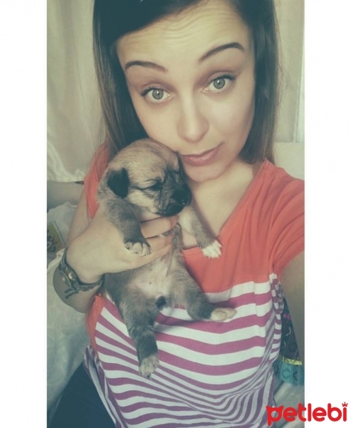 Sokö (Sokak Köpeği), Köpek  Paytak fotoğrafı