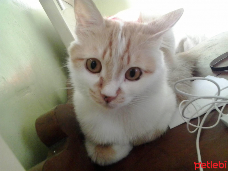 Tekir Kedi, Kedi  Nemo fotoğrafı