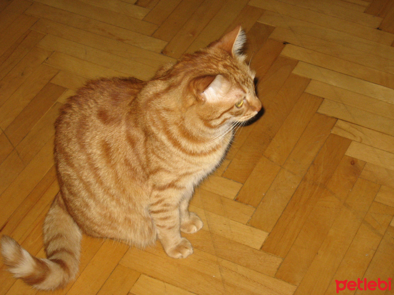 Sarman, Kedi  Saşa fotoğrafı