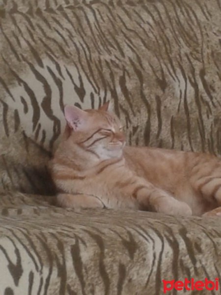 Sarman, Kedi  Saşa fotoğrafı