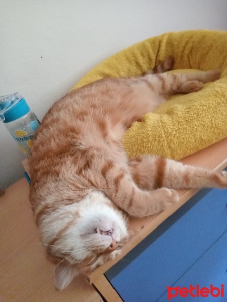 Sarman, Kedi  Saşa fotoğrafı