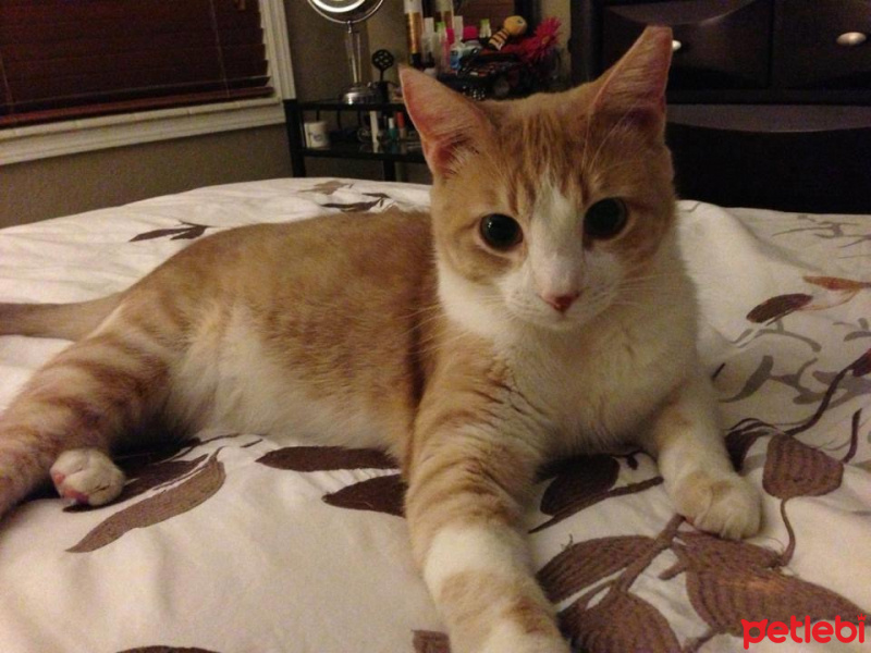 Tekir Kedi, Kedi  messy fotoğrafı