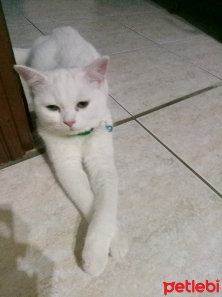 British Shorthair, Kedi  Müezza fotoğrafı