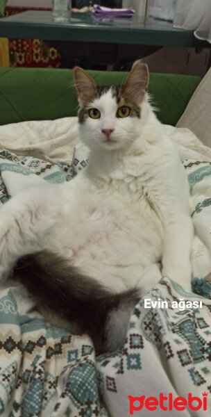 Norwegian Forest, Kedi  Oğluş fotoğrafı