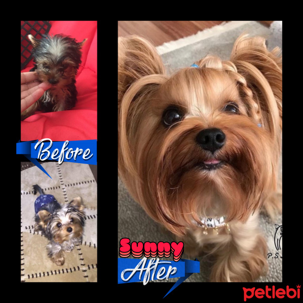 Yorkshire Terrier, Köpek  Sunny fotoğrafı