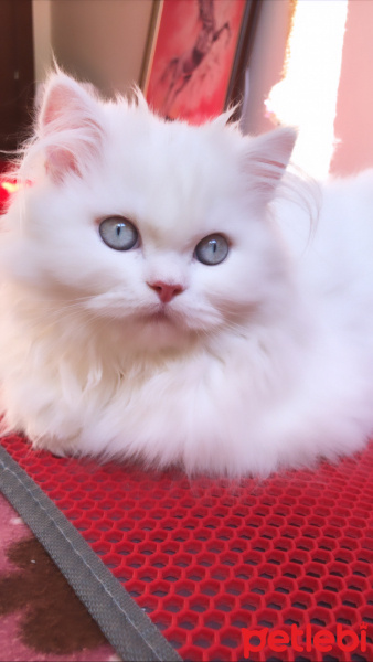 İran Kedisi (Persian), Kedi  Pars fotoğrafı