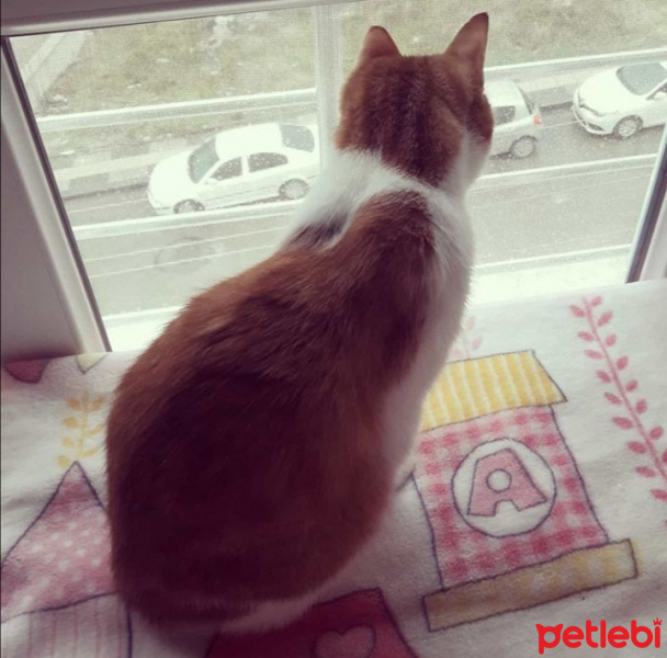 Sarman, Kedi  boncuk fotoğrafı