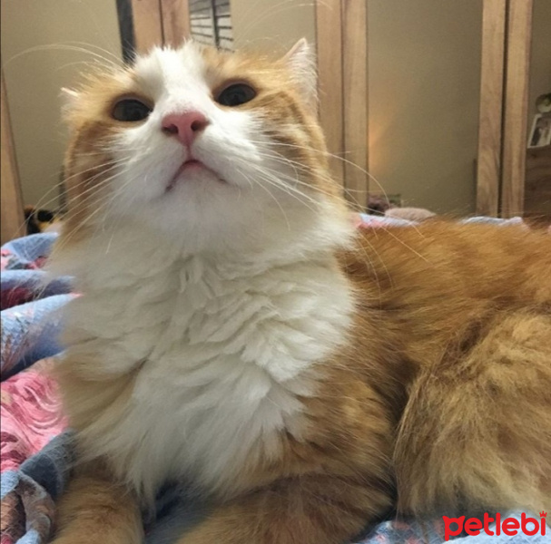Soke, Kedi  miya fotoğrafı