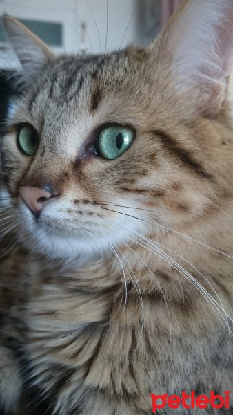 Sibirya Kedisi, Kedi  Duman fotoğrafı