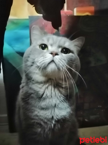 British Shorthair, Kedi  Duman fotoğrafı