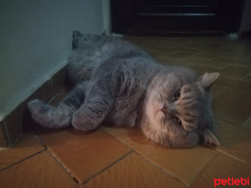 British Shorthair, Kedi  Duman fotoğrafı