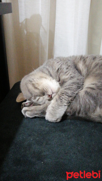 British Shorthair, Kedi  Duman fotoğrafı