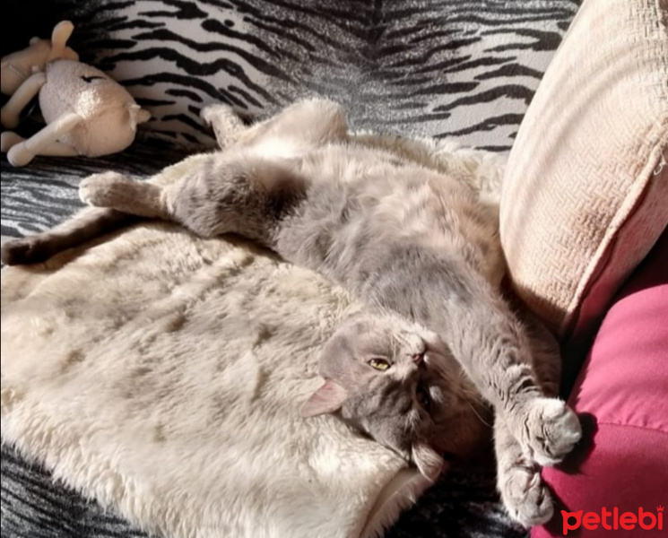 British Shorthair, Kedi  Duman fotoğrafı