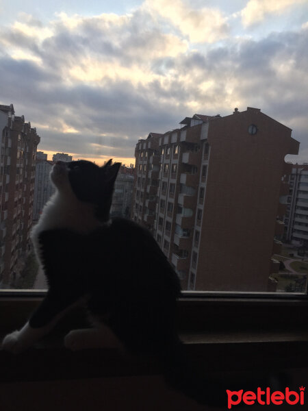 Tuxedo (Smokin) Kedi, Kedi  milka fotoğrafı