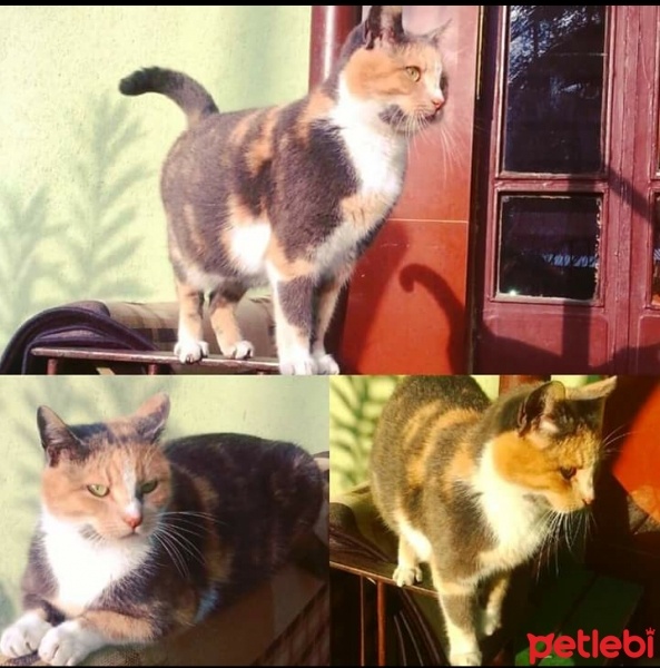 Tekir Kedi, Kedi  Çirkin  fotoğrafı