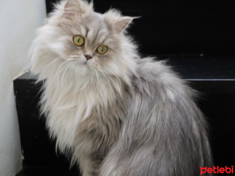 İran Kedisi (Persian), Kedi  Bella fotoğrafı