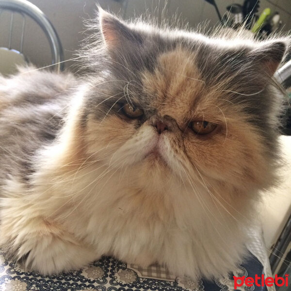 Exotic Shorthair, Kedi  Ponky fotoğrafı