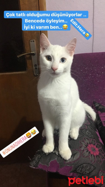 Van Kedisi, Kedi  Hera fotoğrafı