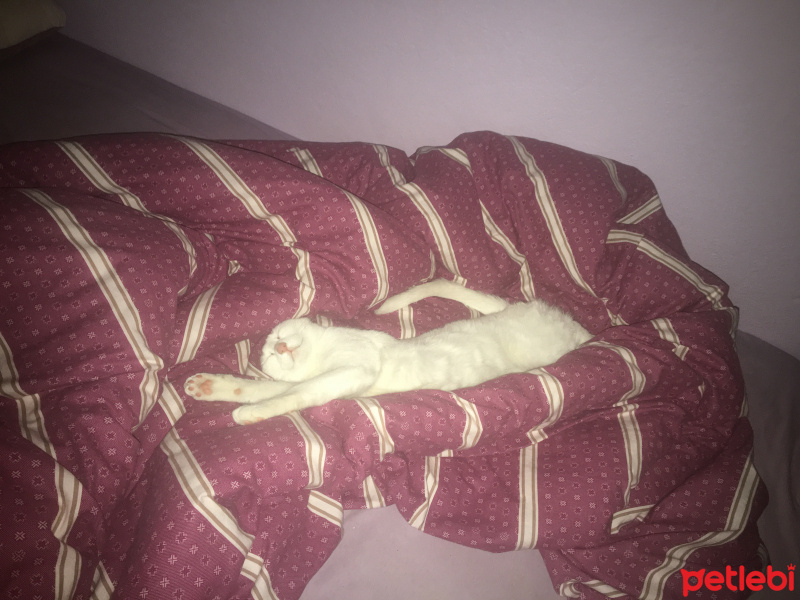 Van Kedisi, Kedi  Hera fotoğrafı