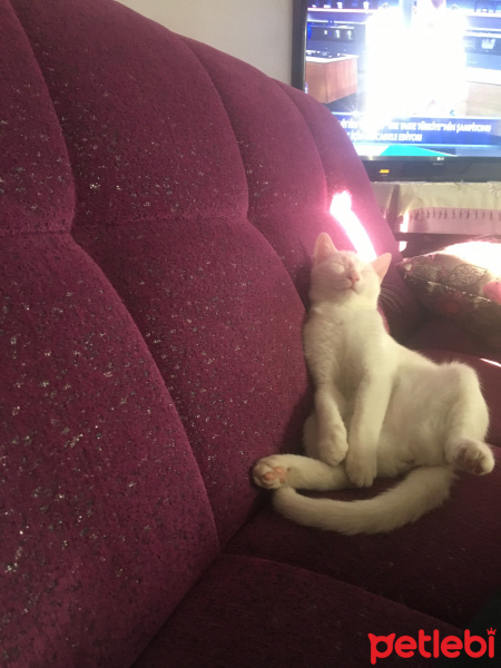 Van Kedisi, Kedi  Hera fotoğrafı