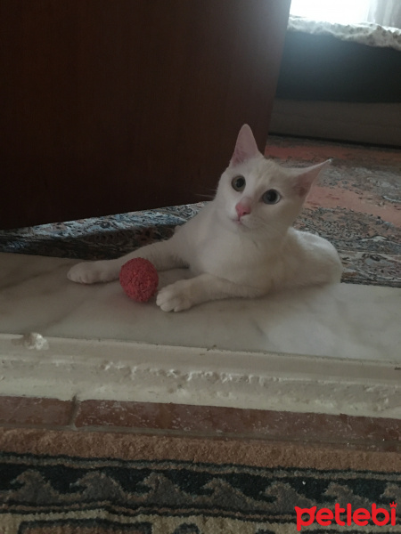 Van Kedisi, Kedi  Hera fotoğrafı