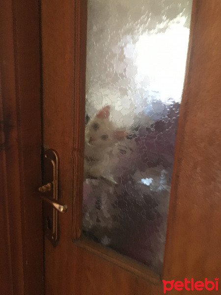 Van Kedisi, Kedi  Hera fotoğrafı