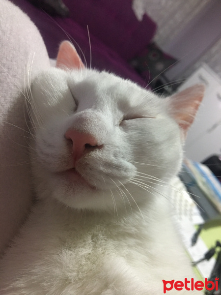 Van Kedisi, Kedi  Hera fotoğrafı