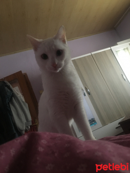 Van Kedisi, Kedi  Hera fotoğrafı
