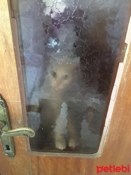 Van Kedisi, Kedi  Hera fotoğrafı