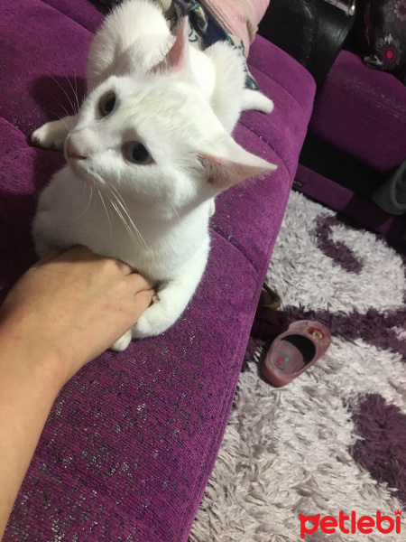 Van Kedisi, Kedi  Hera fotoğrafı