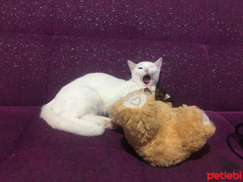Van Kedisi, Kedi  Hera fotoğrafı