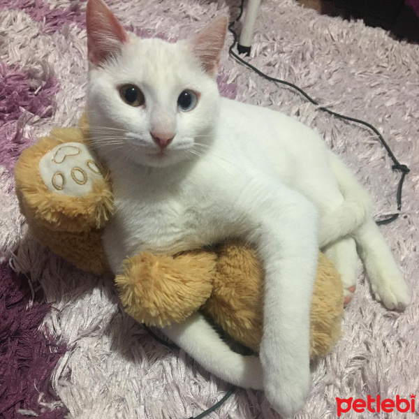 Van Kedisi, Kedi  Hera fotoğrafı