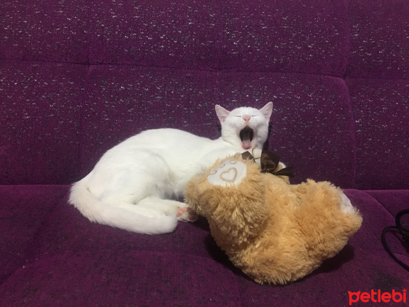 Van Kedisi, Kedi  Hera fotoğrafı