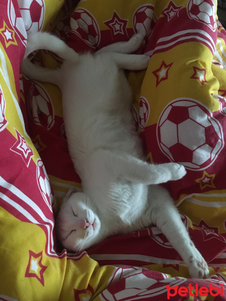 Van Kedisi, Kedi  Hera fotoğrafı