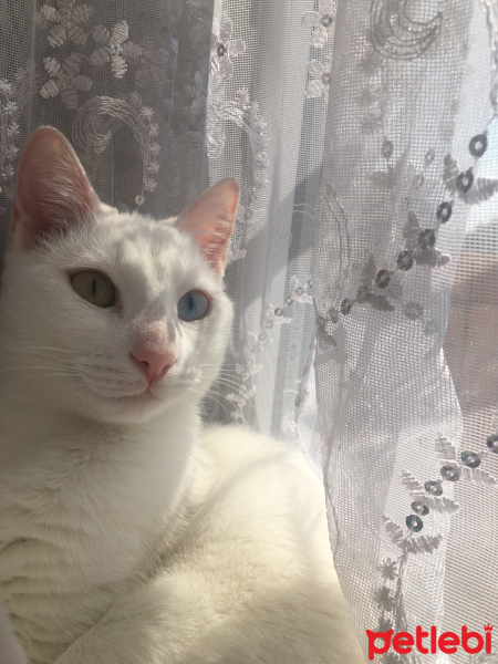 Van Kedisi, Kedi  Hera fotoğrafı