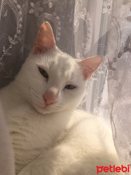 Van Kedisi, Kedi  Hera fotoğrafı