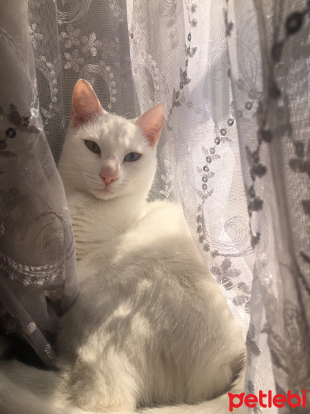 Van Kedisi, Kedi  Hera fotoğrafı