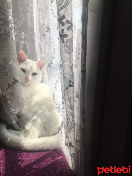 Van Kedisi, Kedi  Hera fotoğrafı