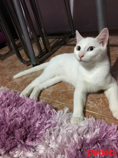 Van Kedisi, Kedi  Hera fotoğrafı