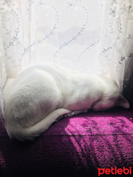 Van Kedisi, Kedi  Hera fotoğrafı